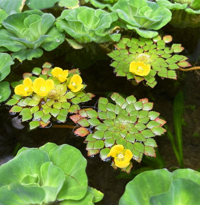 鱼缸浮萍水草无土水培水生植物