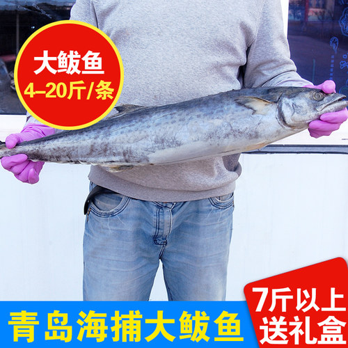青岛海捕特大大鲅鱼3-25斤可选