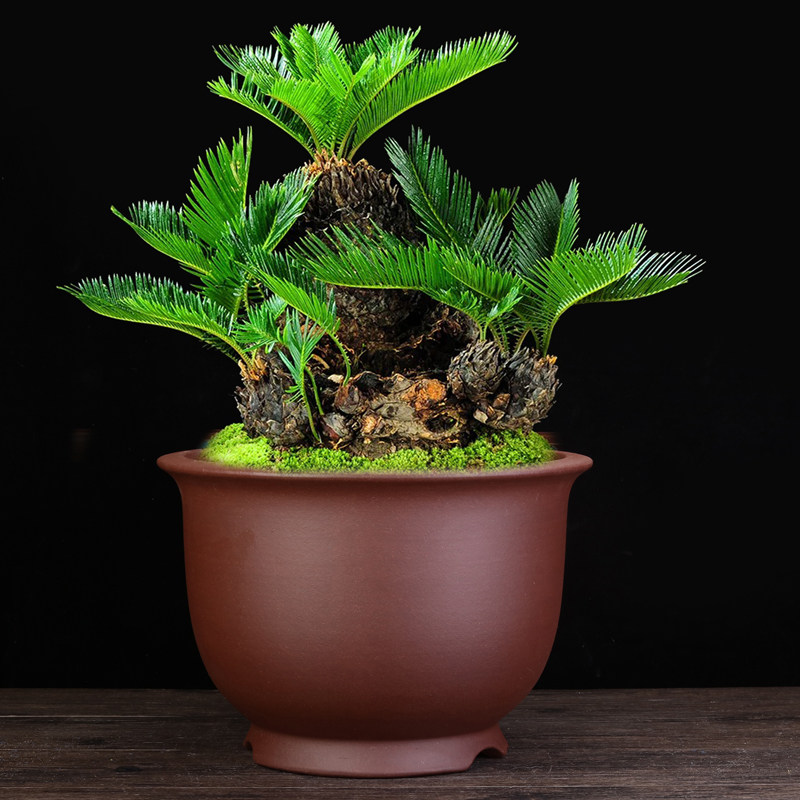 宜兴大金钟紫砂花盆兰花盆简约家用特大口径精品圆形桌面古典素面