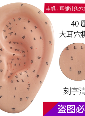 40厘米大耳朵人体耳部穴位教学模型 耳穴反射区刻字耳朵穴位针灸