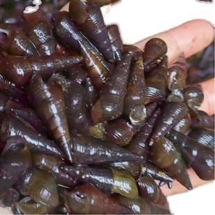 3斤装广西新鲜山坑螺鲜活清甜爽脆野生坑螺河螺溪螺山螺清水螺