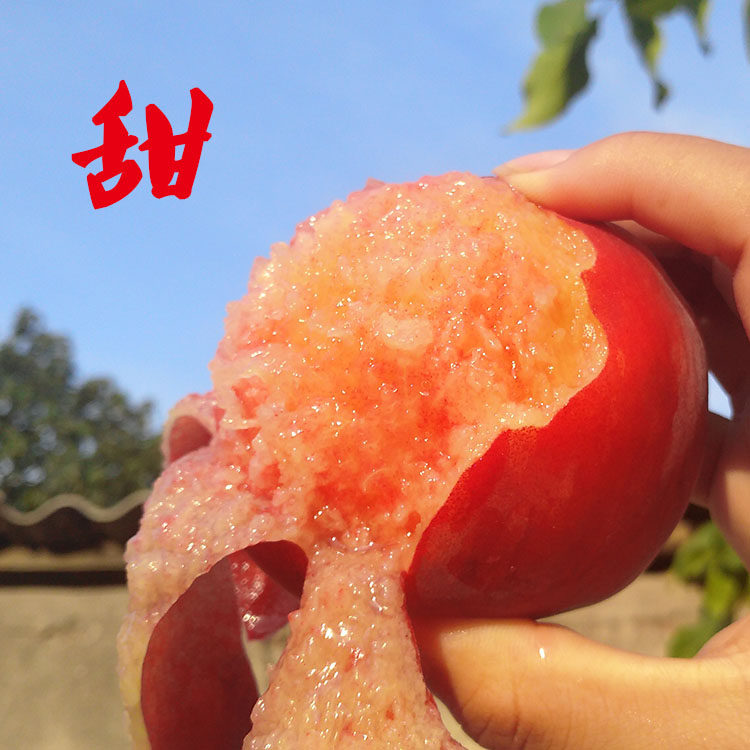 有味水蜜桃蜜甜爆汁5斤新鲜采摘