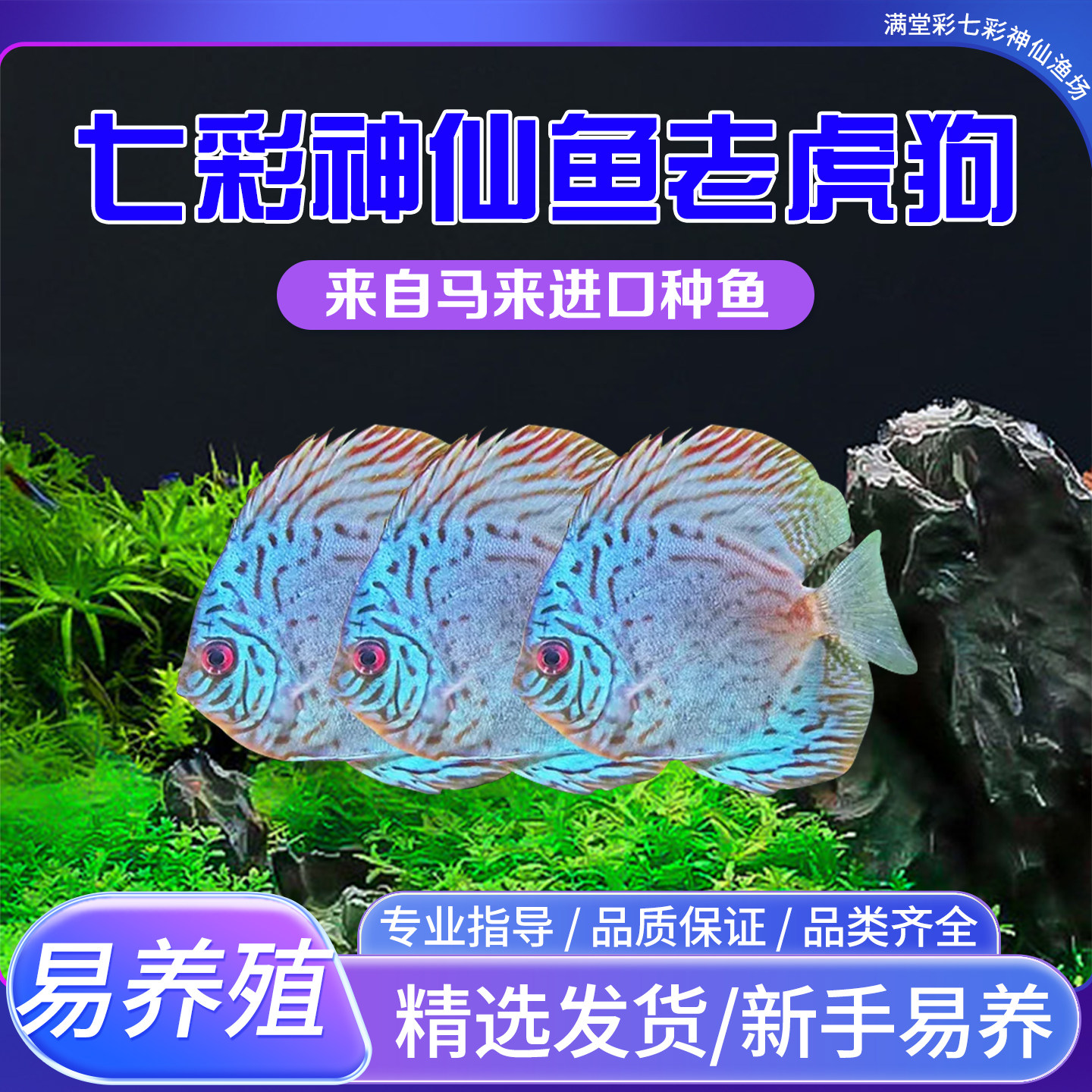 老虎狗七彩神仙鱼板蓝松石粗线条纹热带观赏鱼苗渔场直销包邮包损