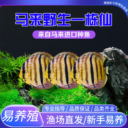 马来野血一栋仙七彩神仙鱼热带鱼