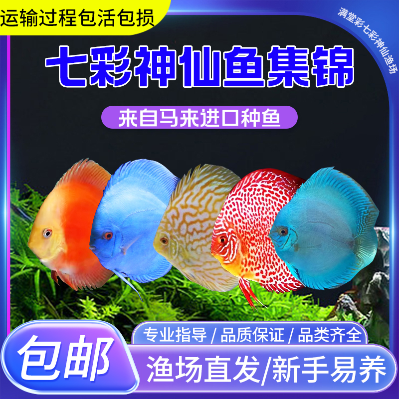 七彩神仙鱼热带观赏鱼渔场直邮