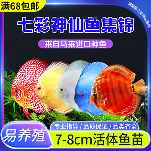 包邮 渔场直销七彩神仙观赏鱼热带淡水鱼小型鱼活体鱼苗7 8cm包损