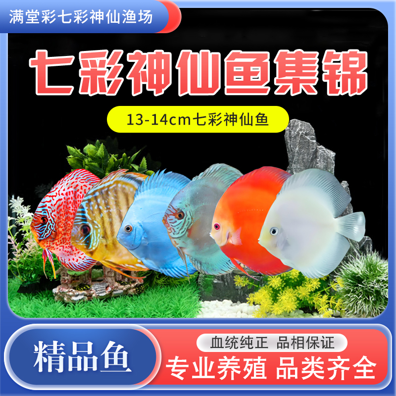 七彩神仙鱼淡水观赏热带鱼亚成老虎狗雪玉红妃天子蓝红卡鸽子财神