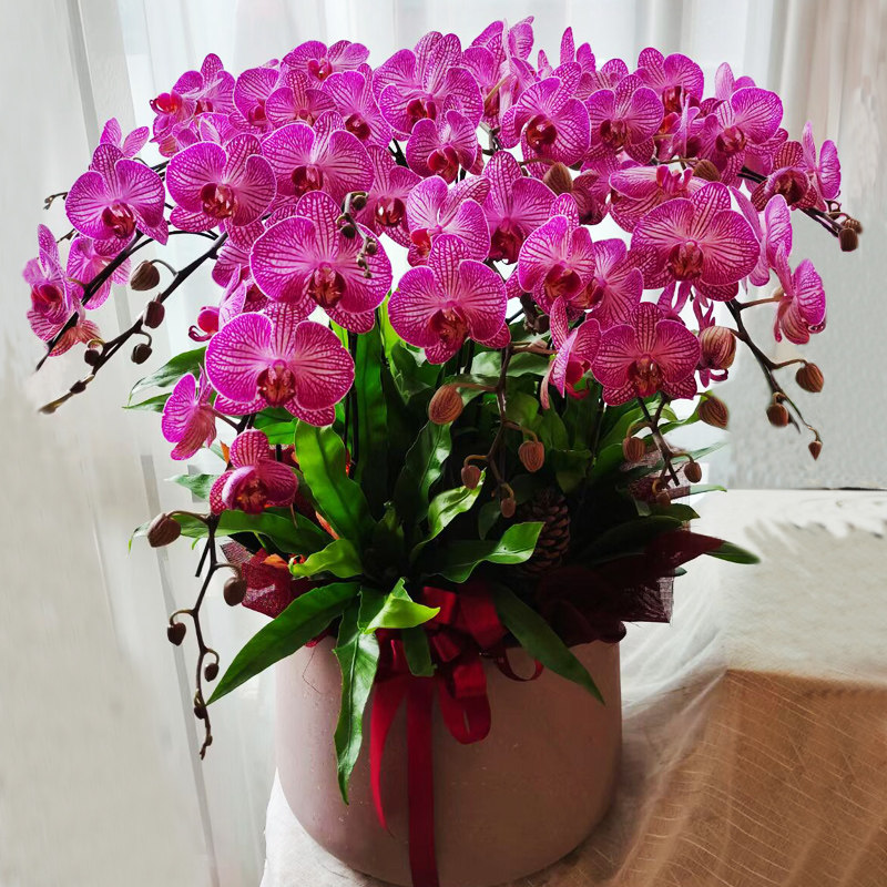 蝴蝶兰盆栽高档年宵花卉客厅餐厅书房