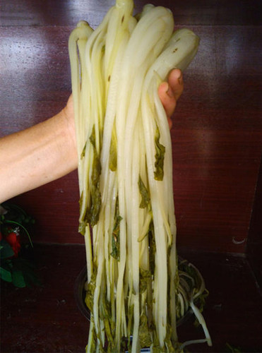 箭杆白酸腌菜腌白菜广水