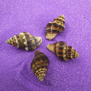红螺 天然海螺贝壳 园艺水族装饰摆件收藏菲氏旋螺织纹螺