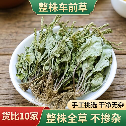 农家现采野生车前草生鲜干品都有