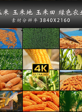 玉米 玉米地 玉米田 绿色农业 玉米棒 4K 高清 实拍 视频 素材