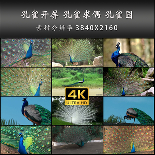 孔雀开屏 孔雀求偶 孔雀园 动物园 美丽 高清 实拍 4K 视频素材