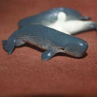 鲸鱼 safari 场景摆件 海洋模型 鲨鱼 儿童认知模型玩具