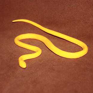 safari 仿真爬行动物模型认知玩具场景摆件塑胶珊瑚蛇宝宝白模