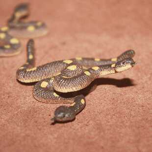 safari儿童认知仿真 响尾蛇 爬行动物模型玩具场景摆件