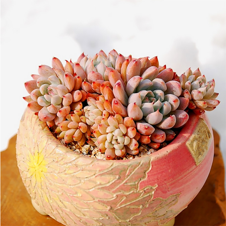 白线 粉魔爪多肉植物 大棚直销 贵货 肉肉植物