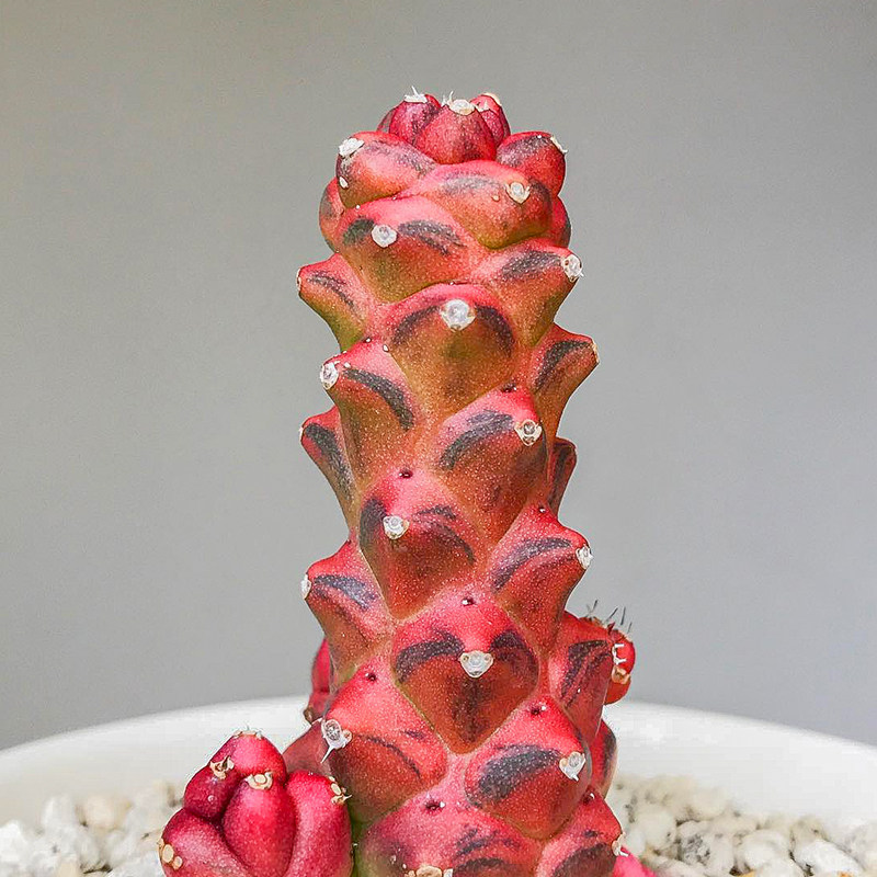 将军阁锦大戟科多肉植物一物一拍精品控养monadenium ritchiei