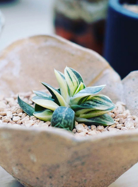 子宝锦 Gasteria gracilis 瓦苇多肉植物十二