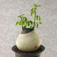 幻蝶蔓 徐福之酒瓮西番莲块根实生沙生植物精品控养Adenia glauca