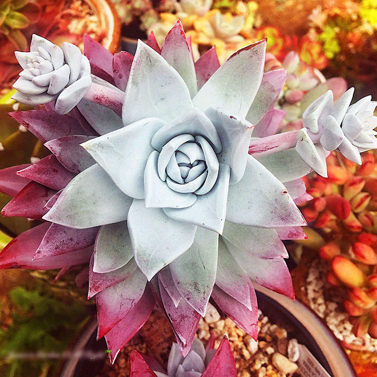 坎帕奴阿塔 dudleya campanulata 仙女杯多肉多头群生老桩新品种