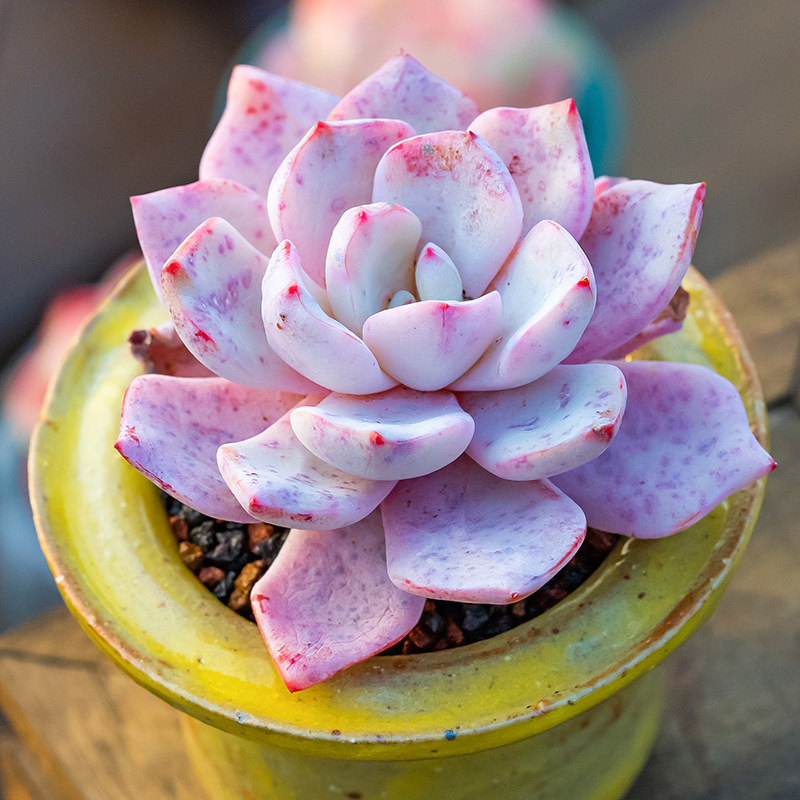 雪诺多头植物雪莲杂诺娃杂交新品多肉植物控养精品新品种