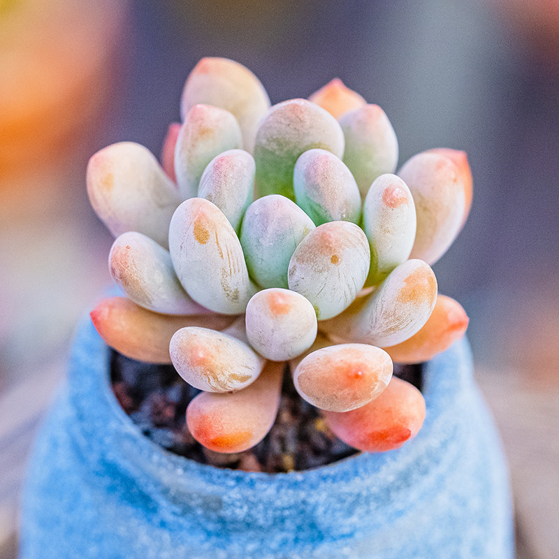 灯美人 多肉植物精品控养多头群生老桩露养厚叶草属