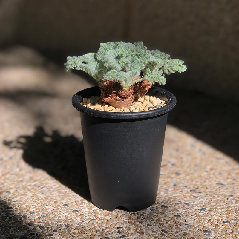 羽叶洋葵帕威卡美文纳森洋葵 pelargonium多肉植物稀有块根