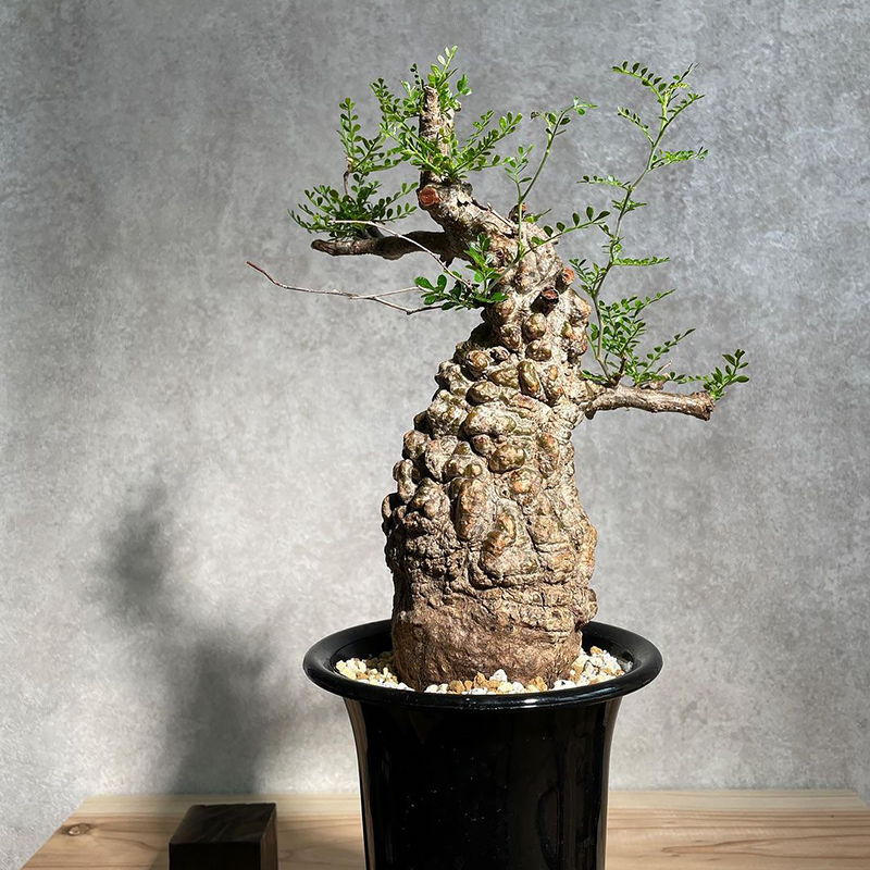 象足漆树 象腿漆植物百科图片 培育种植 饲养繁殖 Sbike