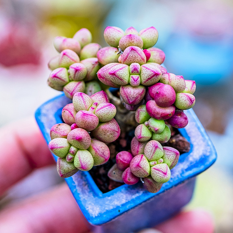 紫光 多肉植物 多头群生青锁龙属精品控养crassula purple light