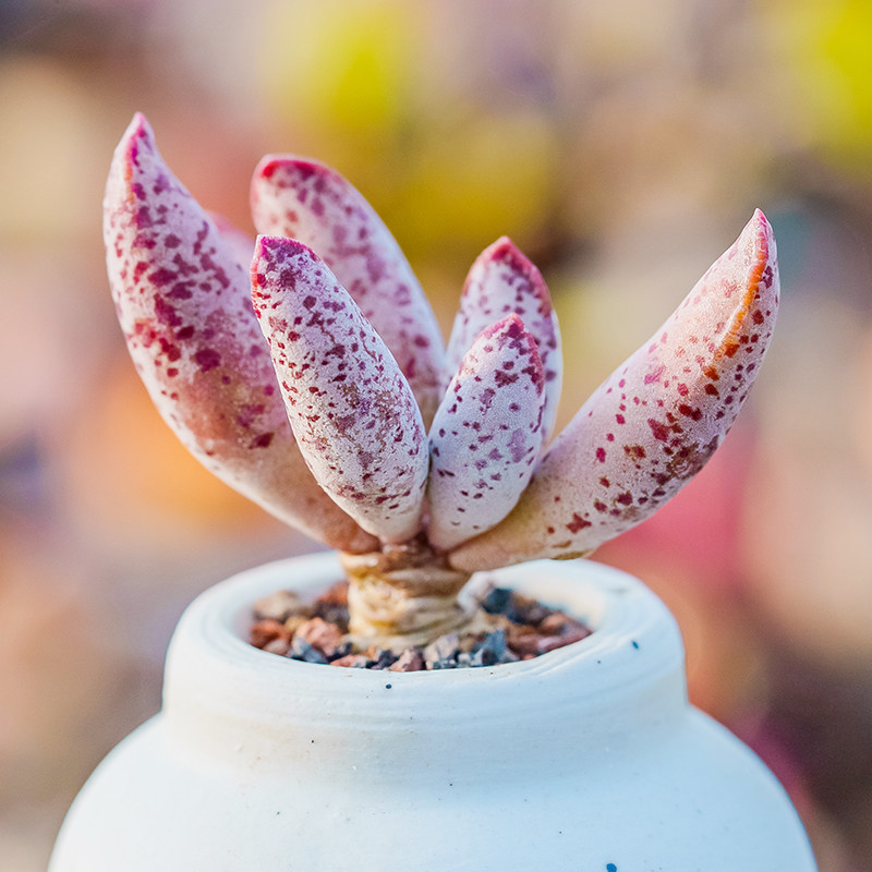 特白紫水泡天锦章属多肉植物adromischus mammillaris多头群生