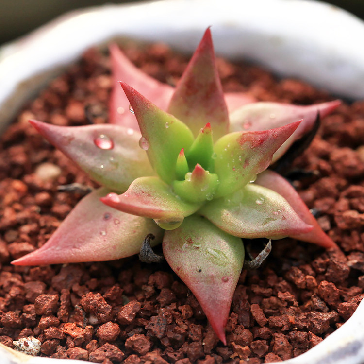 绿体西摩萨 dudleya cymosa 多肉植物 仙女杯
