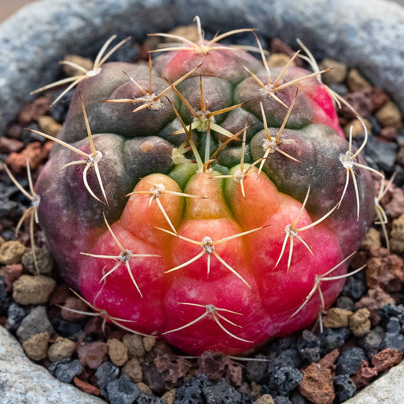 七彩毒苹果牡丹 子吹绿牡丹锦  仙人球 多肉植物