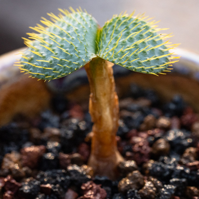 刺叶灯台百合brunsviagia namaquana块根多肉植物球茎鳞茎石蒜科