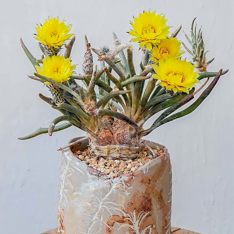 美杜莎实生仙人球沙生植物astrophytum caput-medusae