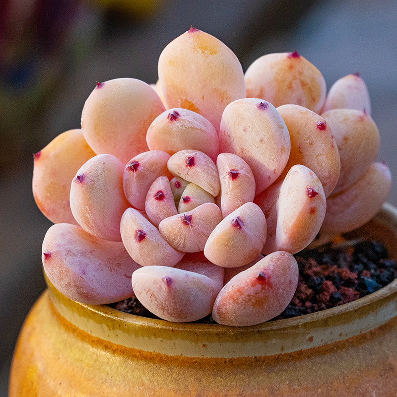 雪爪多肉植物雪莲杂交echeveria viyant家庭园艺绿植办公桌