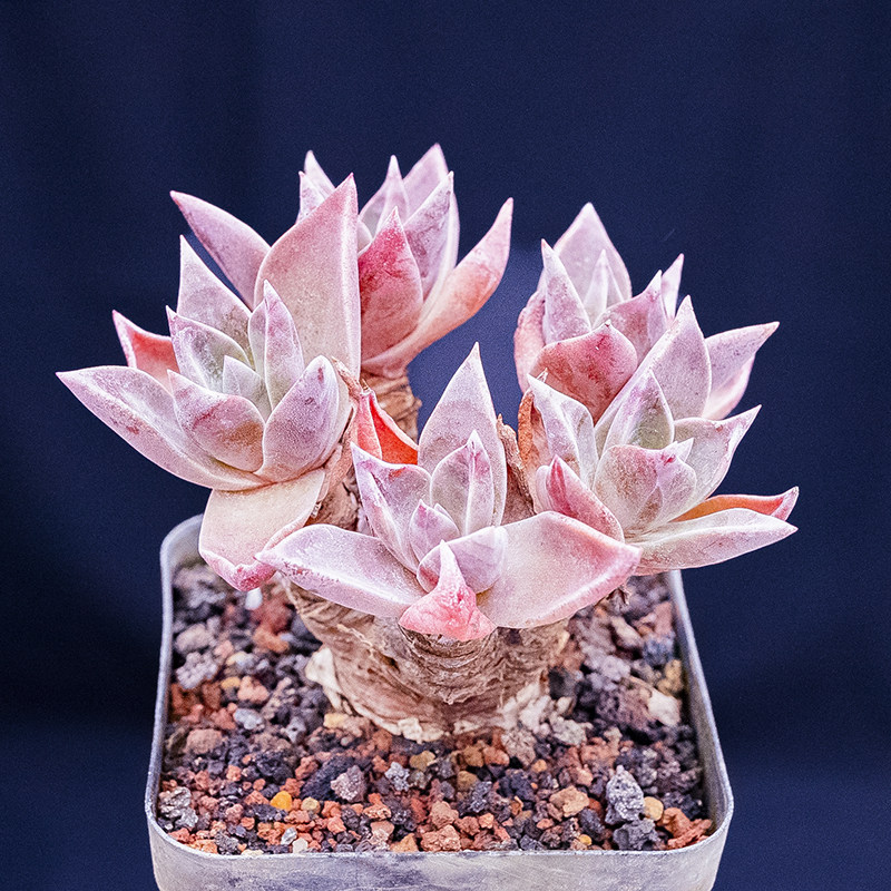 dudleya palmeri 有霜版帕莫瑞 多肉植物仙女杯属 一物一拍