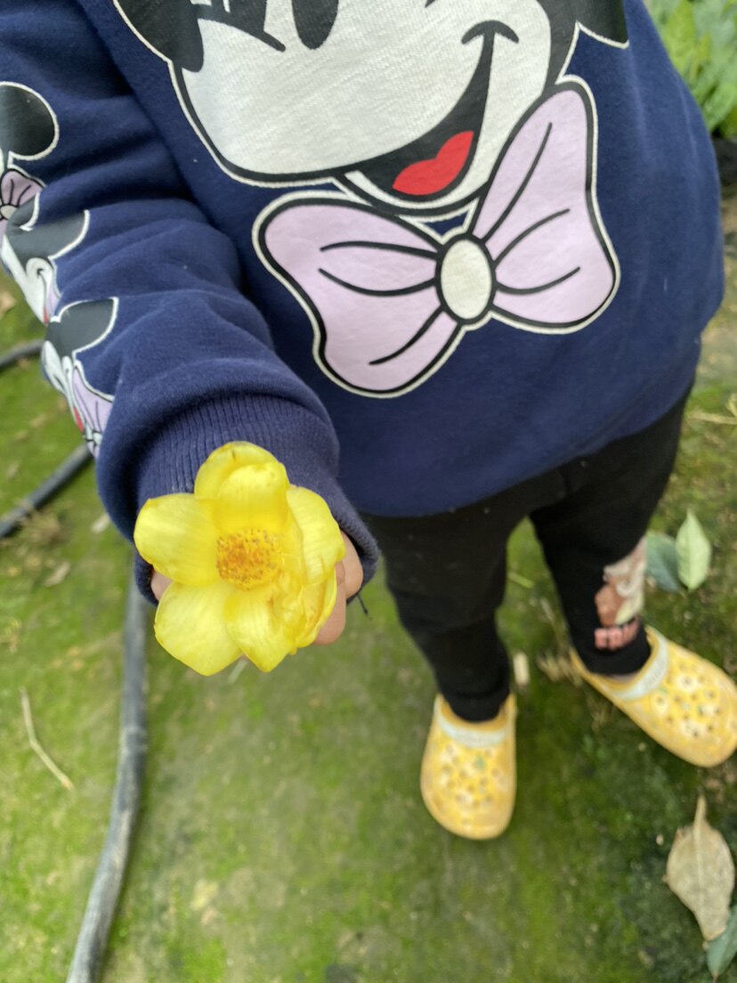 龙岩金花茶防城名贵黄色茶花树苗绣球/木绣球/圆锥乔