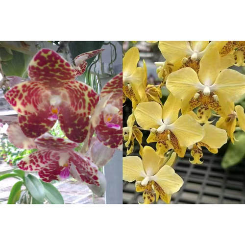 2.5寸 象交黄史 苗