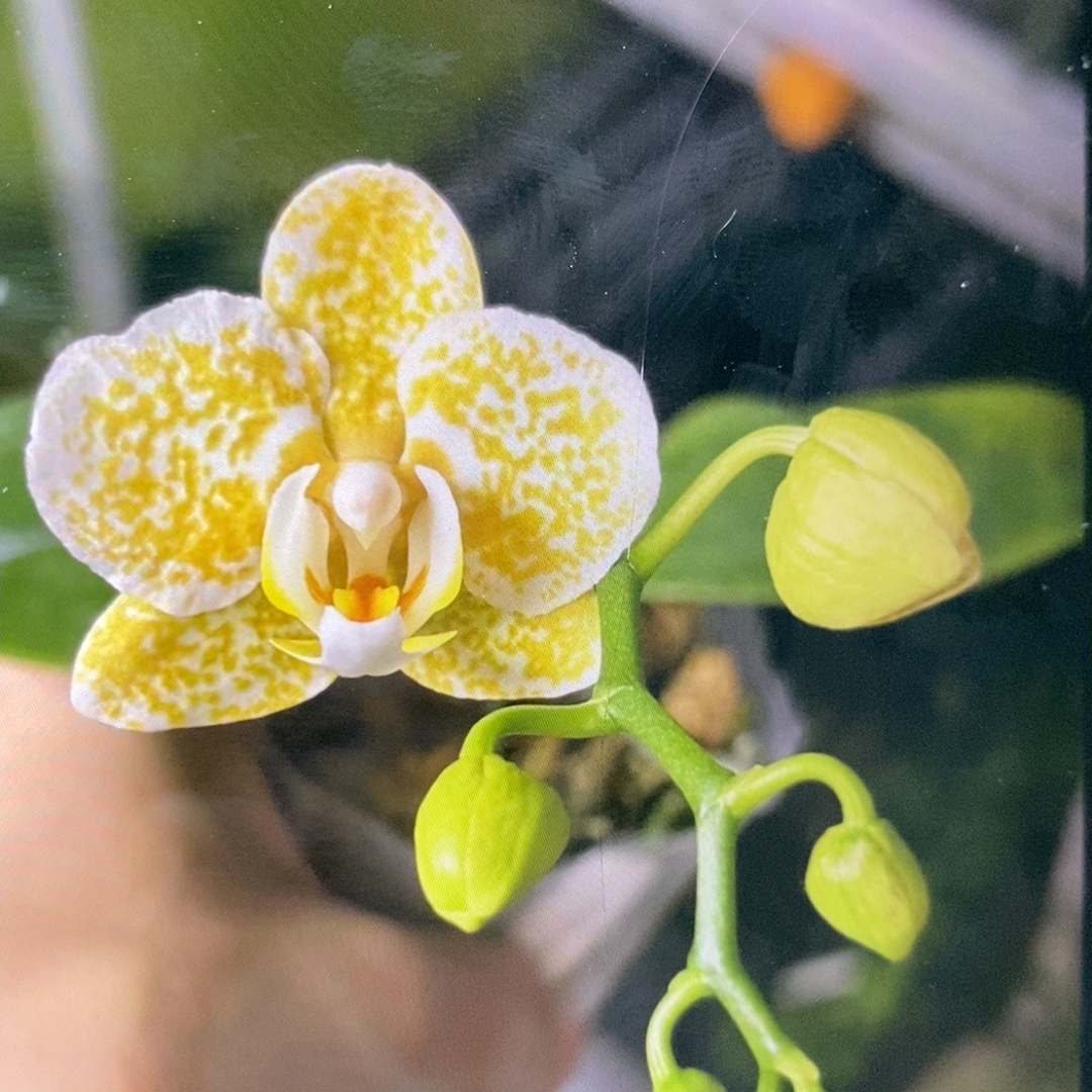 雅风黄金豹  1.7寸苗