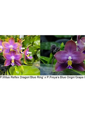 23403 弥陀蓝环交蓝色起源‘紫葡萄’ 根不多