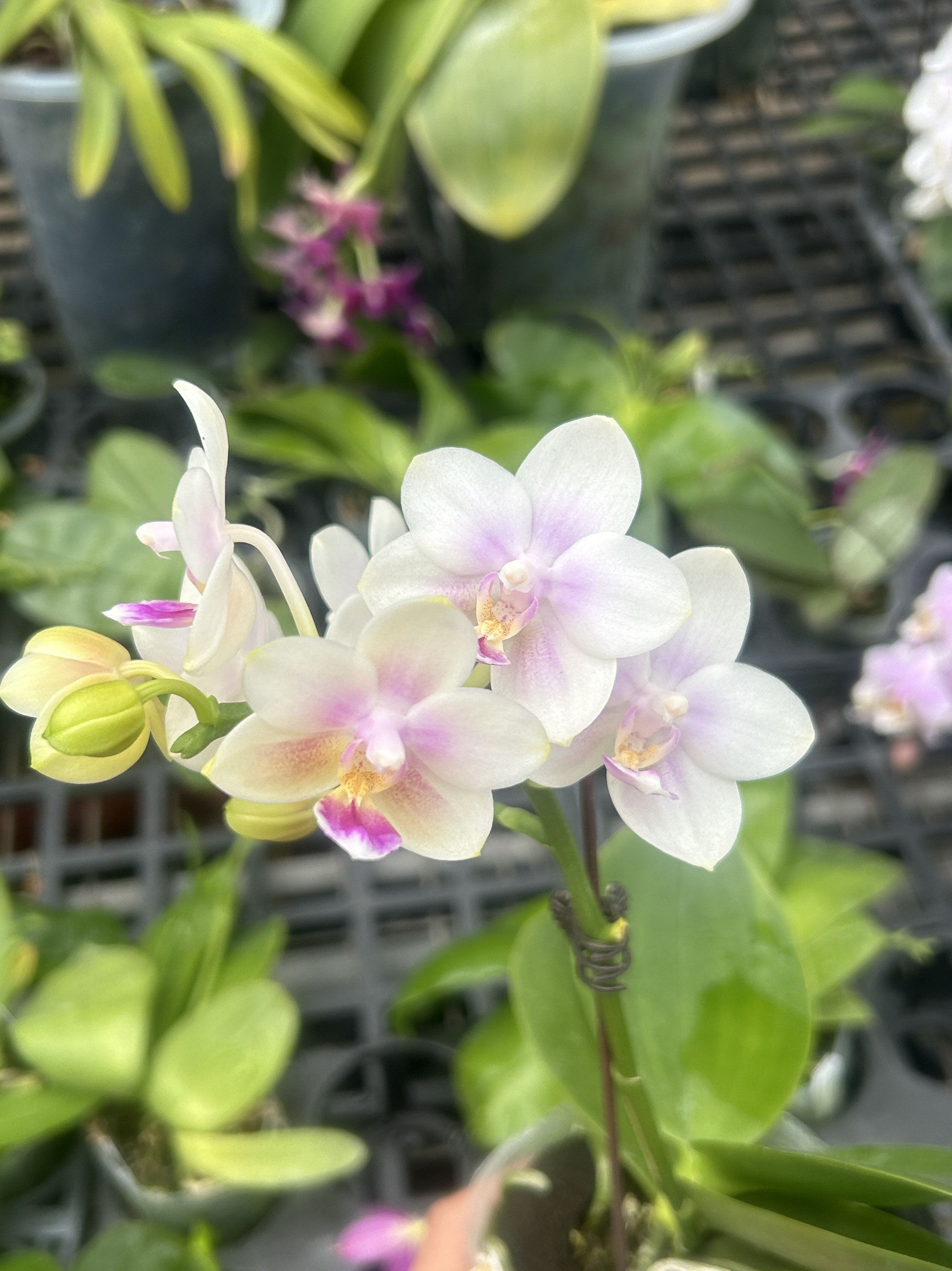 2.5寸雪花分生  春节福利款图片