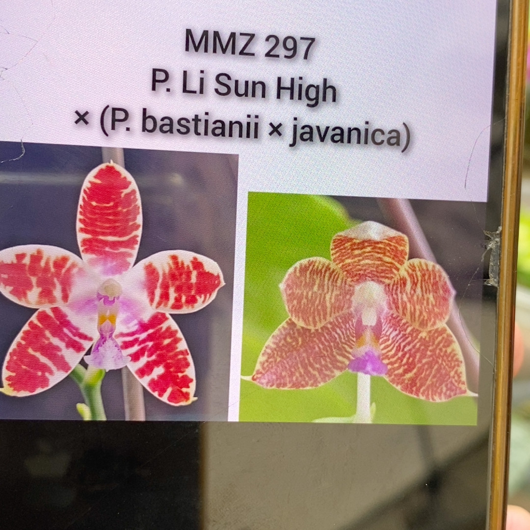 玛丽交盾/巴斯蒂尼交爪哇（瓶苗）图片