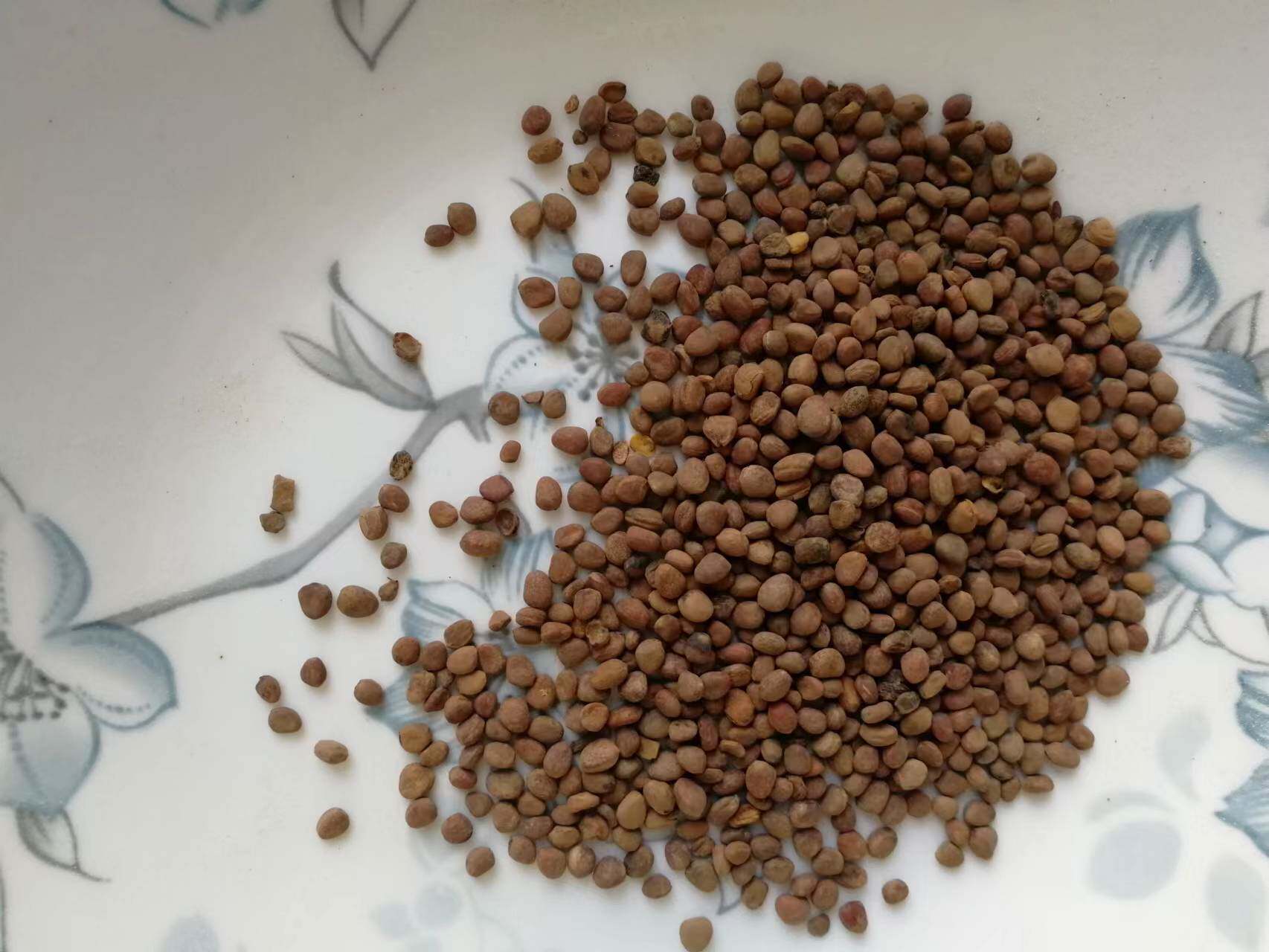 正品中药材生莱菔子500克 不熏硫 萝卜籽 炒莱菔子 紫苏子白芥子