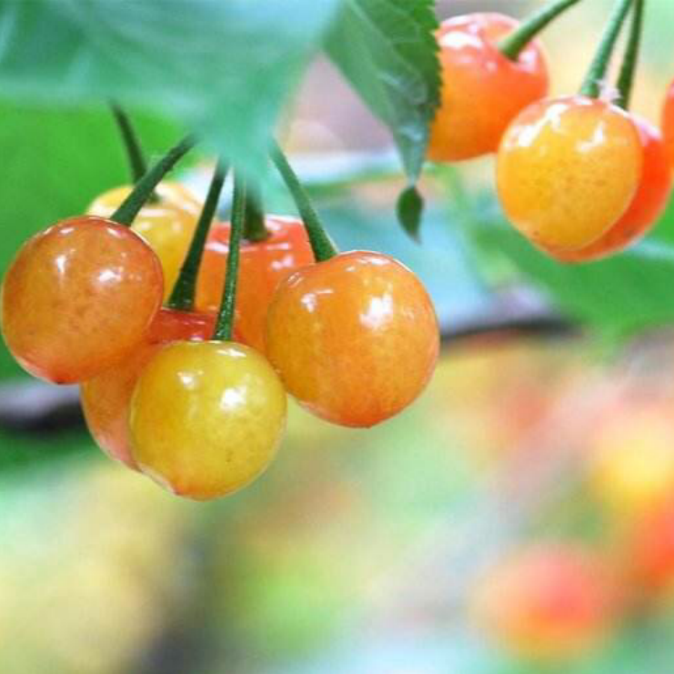 南方小樱嫁接树苗观桃花观叶绿植庭院露台种植好看红妃短柄黑珍珠