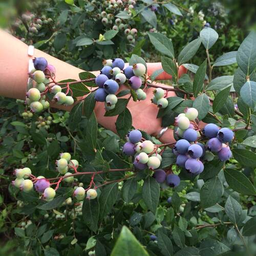 蓝莓果树苗盆栽南高丛阳台庭院露台花园地栽组培苗