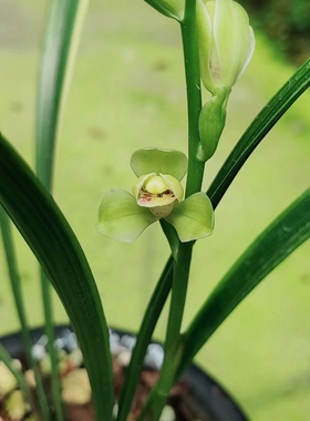 一物一拍 绿光登进化艺2苗1芽68888包邮 建兰八大名品所见即所得