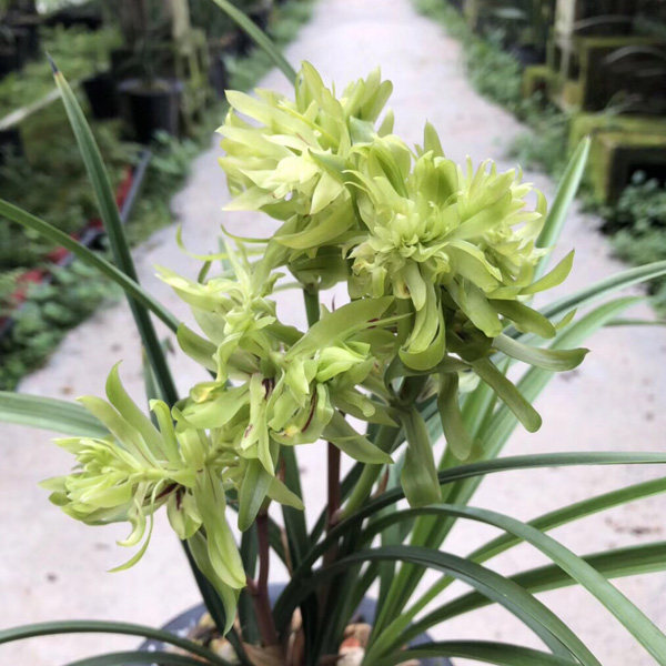 浓香花大 花开富贵 兰花春兰多瓣奇花客厅阳台办公桌花卉植物包邮