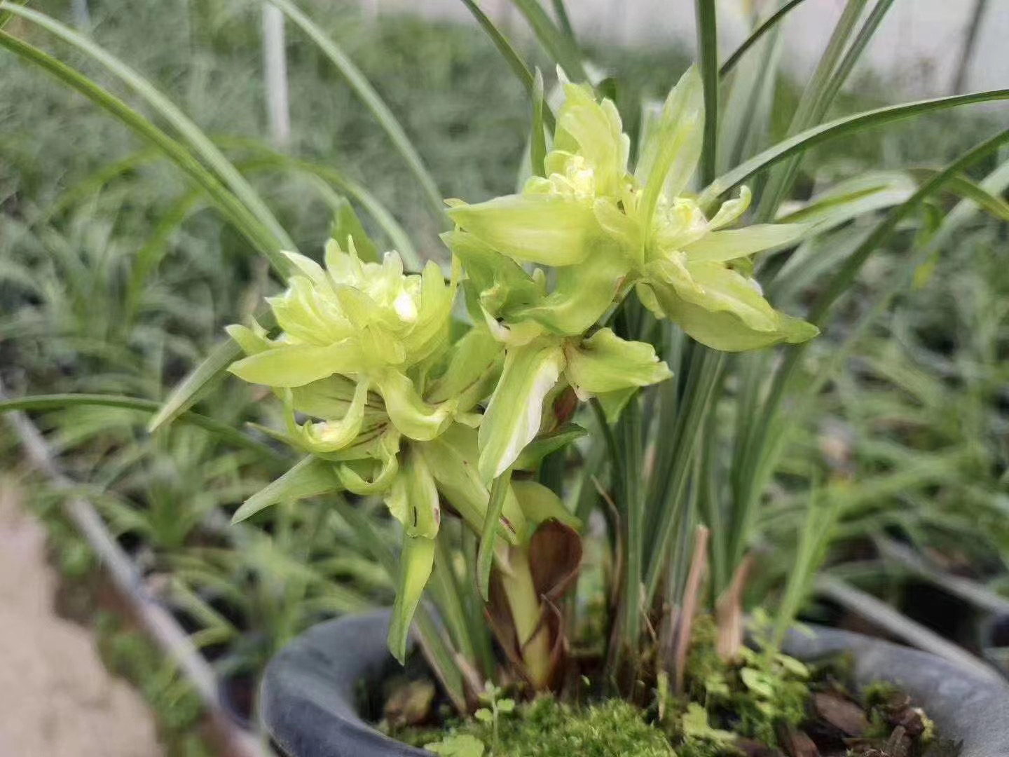 春兰浓香多瓣大奇花余蝴蝶千岛之花鸿运牡丹多朵蝶 兰花花卉绿植