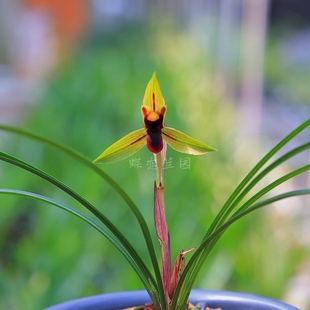 带花苞绿植盆栽 细叶兰花苗 包公魂 春兰红素名品冬季 蝶恋兰园